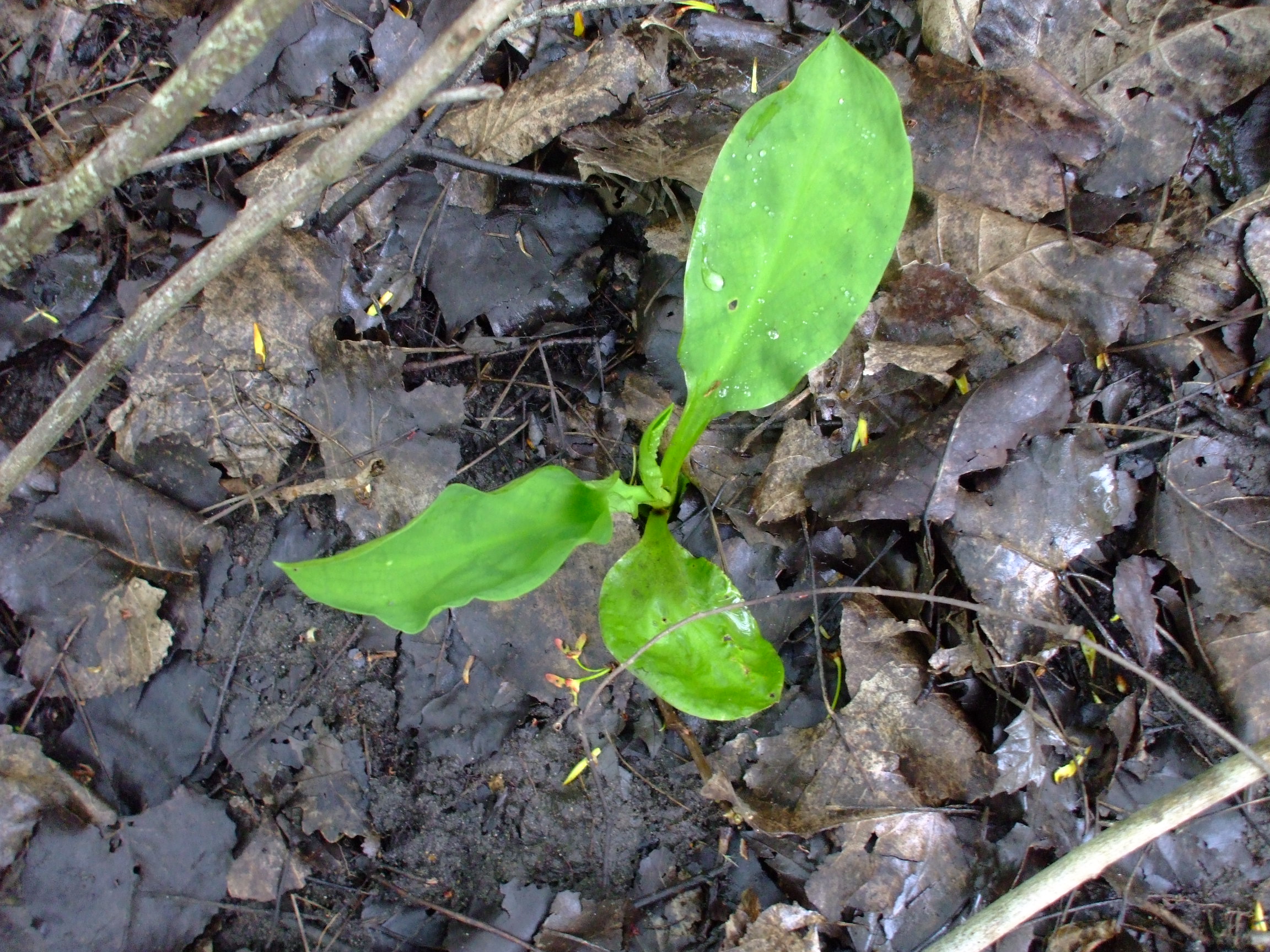 Lysichiton americanus